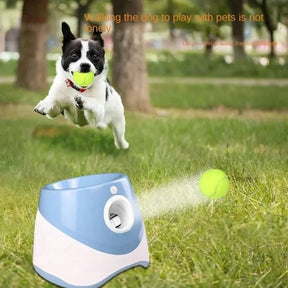 Does your dog love to play fetch non-stop? 🎾